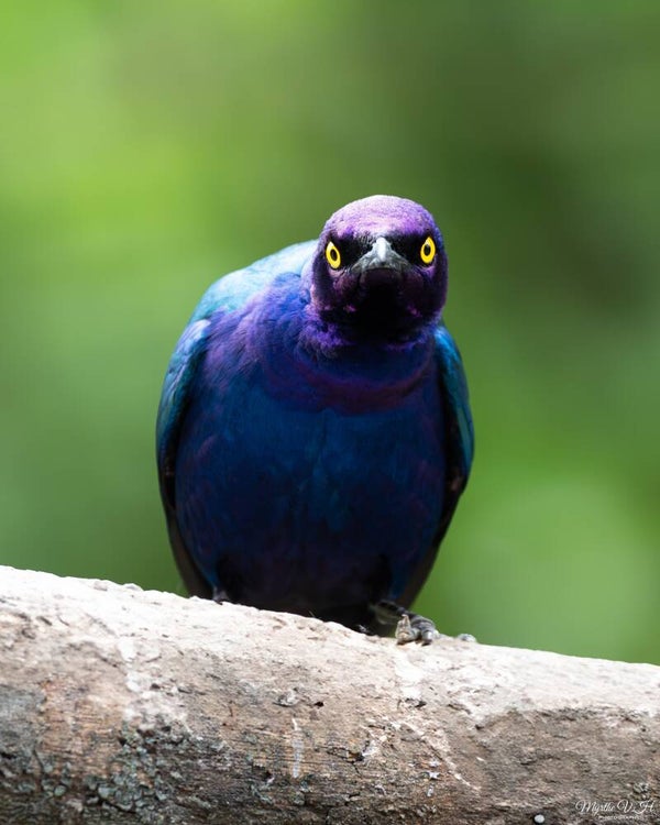 Purple starling - purperglansspreeuw