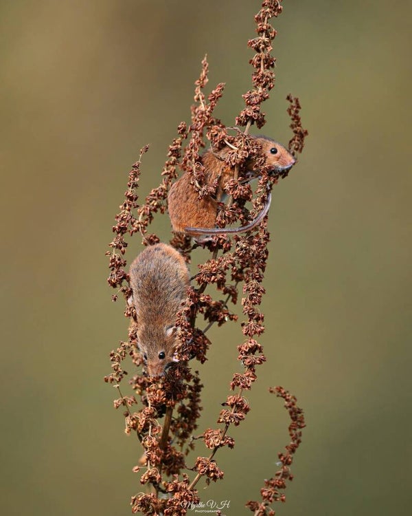 Pygmy mouse - dwergmuis