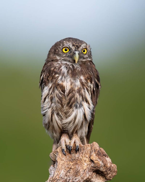 Pygmy owl - dwerguil