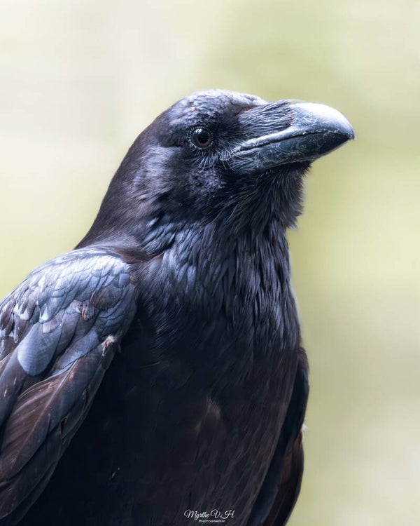 Raven - raaf