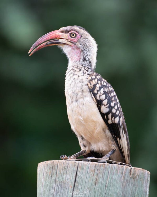 Red-billed hornbill - roodsnaveltok