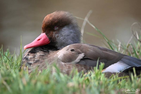 Red-crested Pochard - krooneend