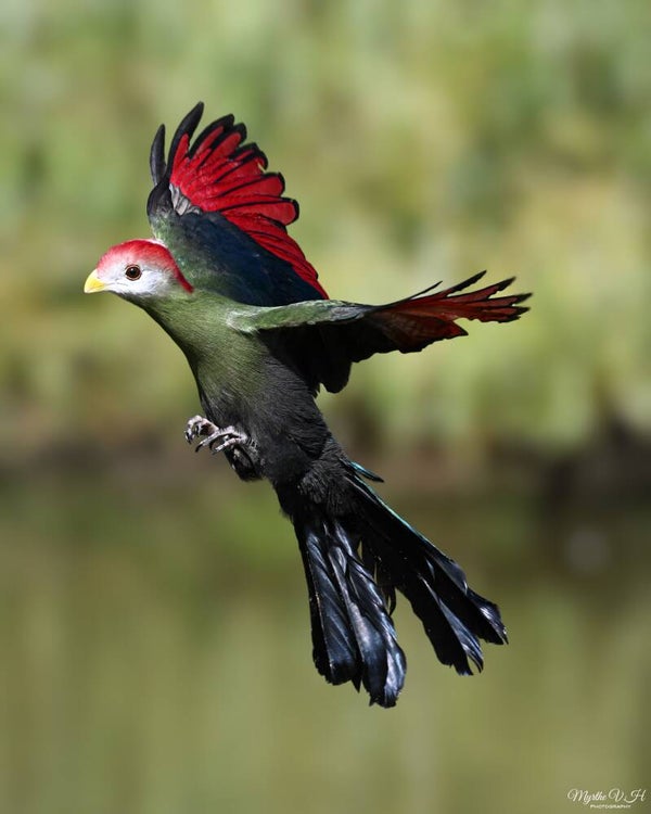Red-crested turaco - roodkuiftoerako