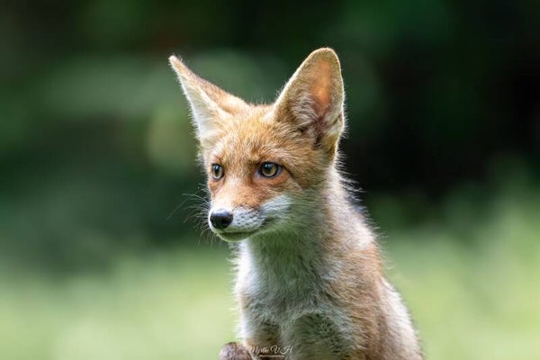 Red fox - vos