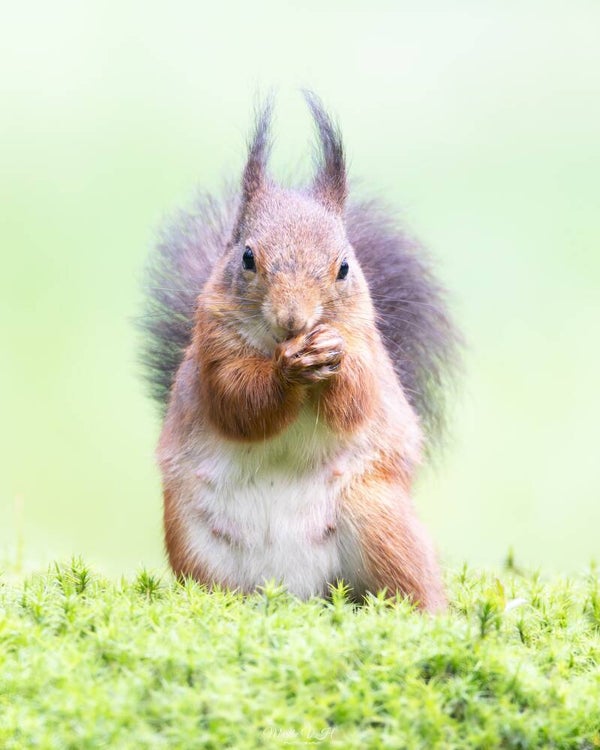 Red squirrel - rode eekhoorn