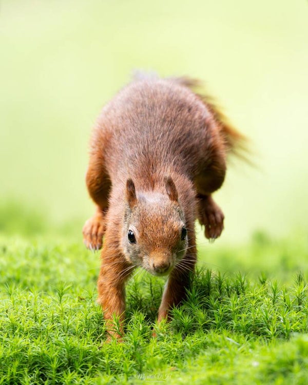 Red squirrel - rode eekhoorn