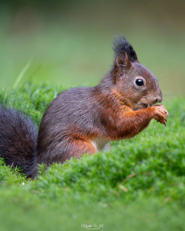 Red squirrel - rode eekhoorn