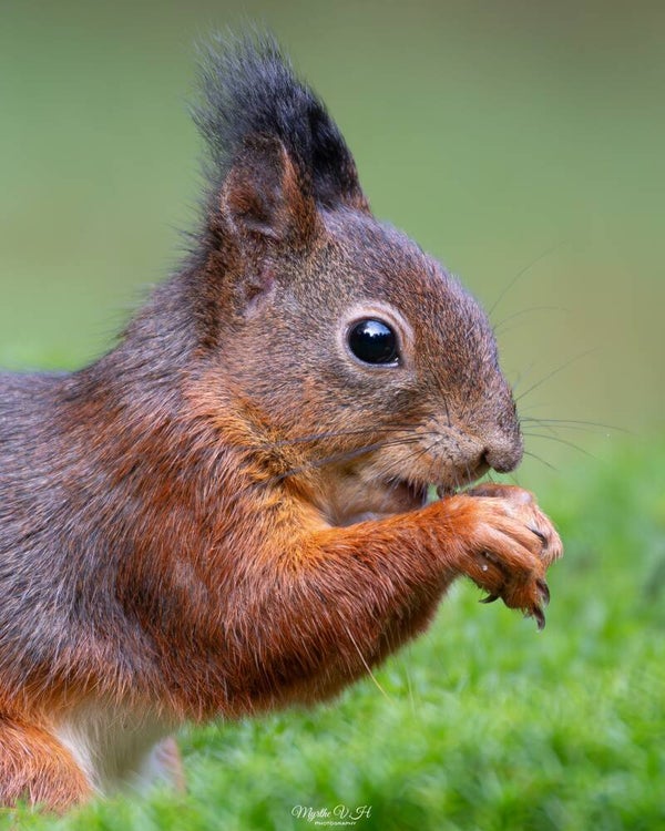 Red squirrel - rode eekhoorn