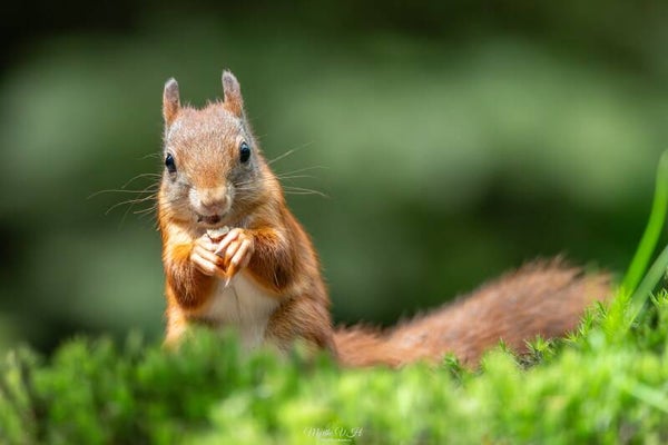 Red squirrel - rode eekhoorn
