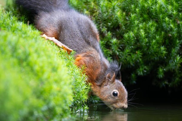 Red squirrel - rode eekhoorn