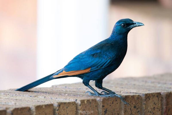 Red-winged starling - roodvleugelspreeuw