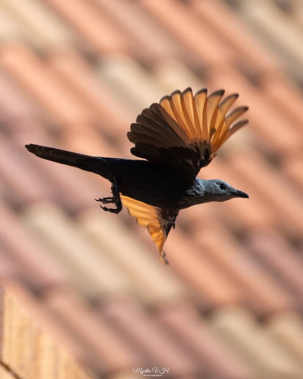 Red-winged starling - roodvleugelspreeuw