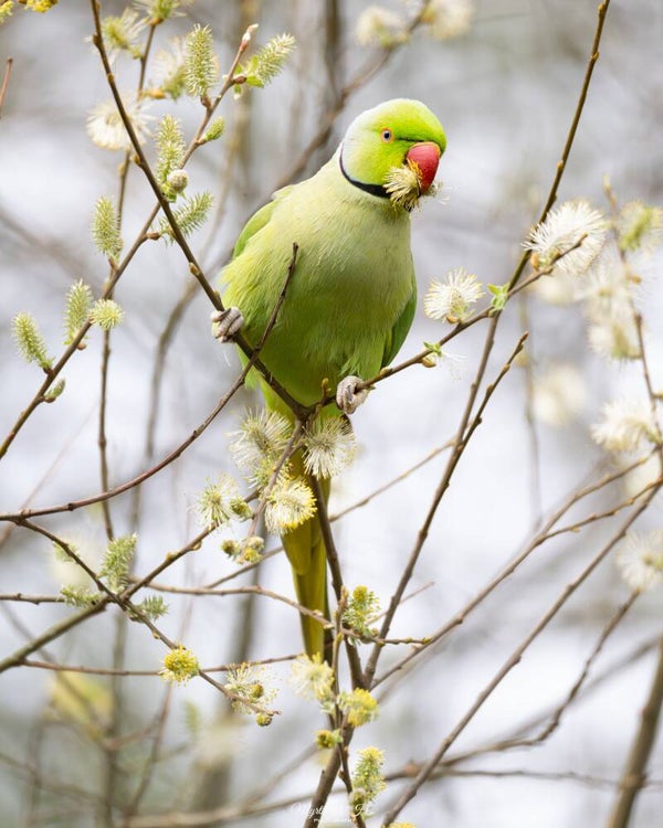 Rose-ringed parakeet - halsbandparkiet