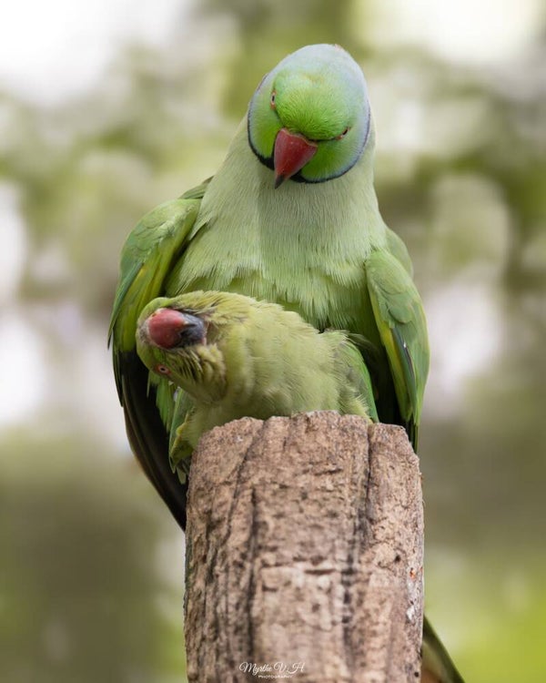 Rose-ringed parakeet - halsbandparkiet
