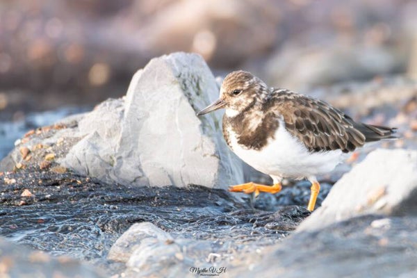 Ruddy turnstone - steenloper