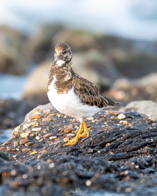 Ruddy turnstone - steenloper