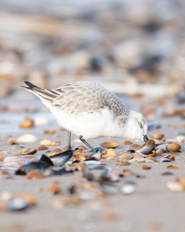 Sanderling - Drieteenstrandloper