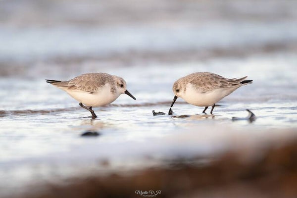 Sanderling - drieteenstrandloper