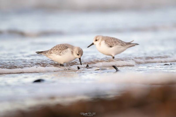 Sanderling - drieteenstrandloper