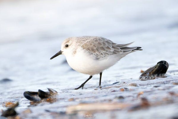 Sanderling - drieteenstrandloper