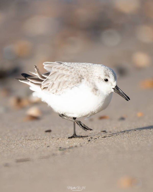 Sanderling - drieteenstrandloper