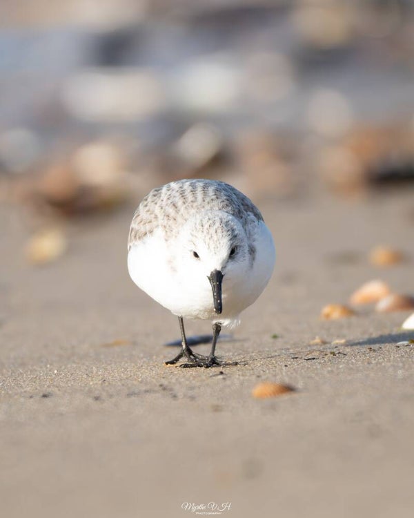 Sanderling - drieteenstrandloper