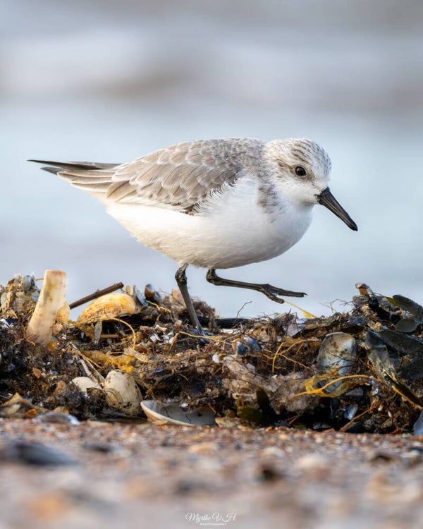 Sanderling - drieteenstrandloper
