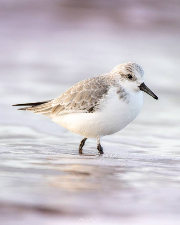 Sanderling - drieteenstrandloper