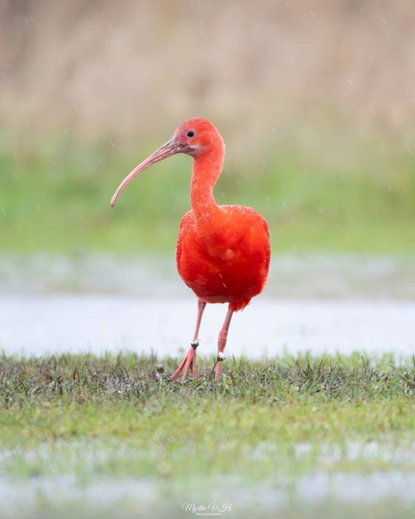 Scarlet ibis - rode ibis