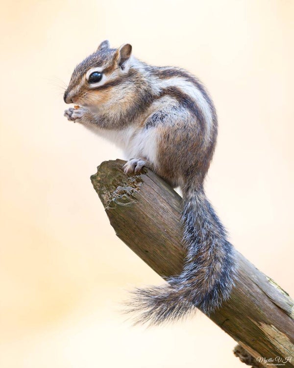 Siberian chipmunk - siberische grondeekhoorn