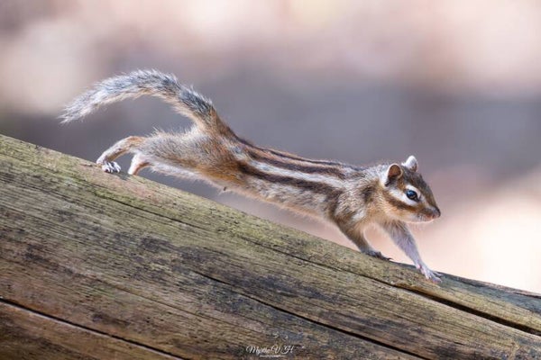 Siberian chipmunk - siberische grondeekhoorn