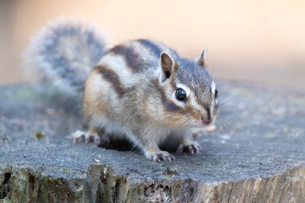 Siberian chipmunk - siberische grondeekhoorn