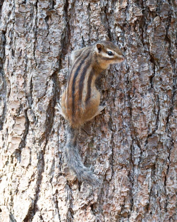 Siberian chipmunk - siberische grondeekhoorn