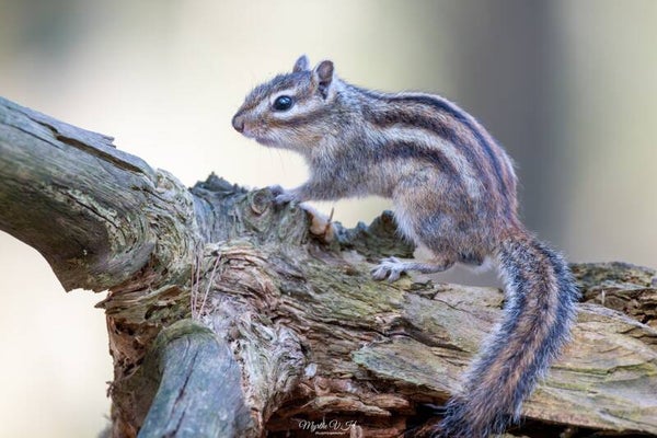 Siberian chipmunk - siberische grondeekhoorn