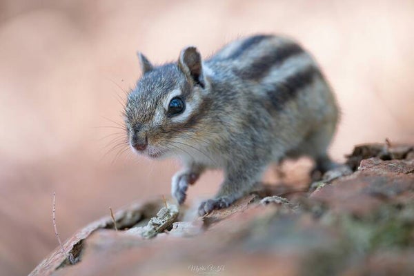 Siberian chipmunk - siberische grondeekhoorn