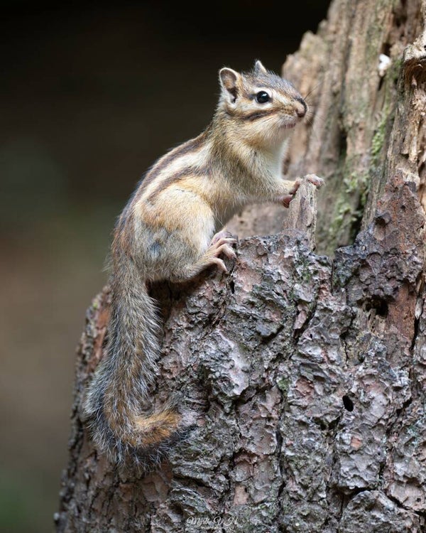 Siberian chipmunk - siberische grondeekhoorn