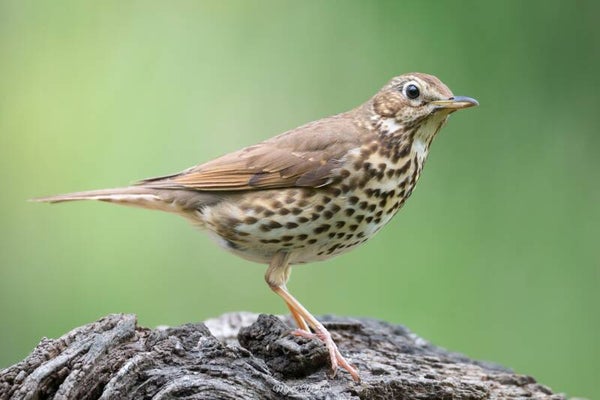 Song thrush - zanglijster