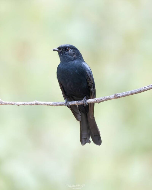Southern black flycatcher - Kaapse drongovliegenvanger