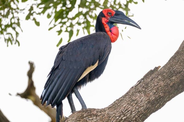 Southern Ground Hornbill - zuidelijke hoornraaf