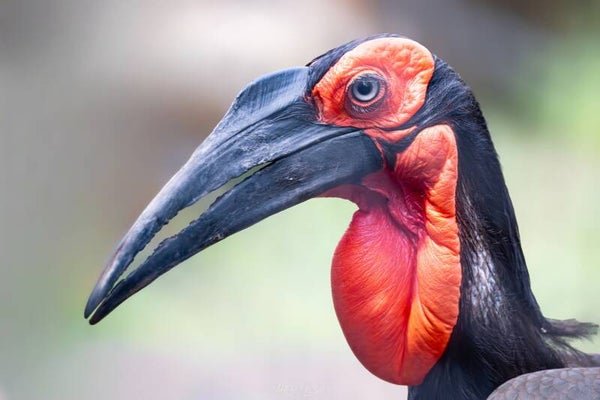 Southern Ground Hornbill - zuidelijke hoornraaf