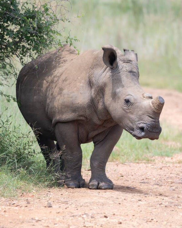 Southern white rhino - Zuidelijke witte neushoorn