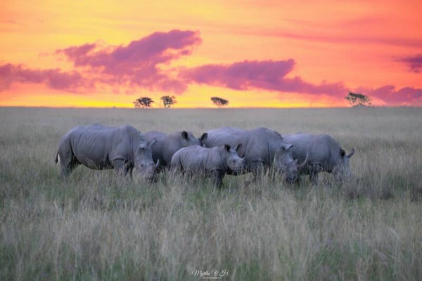 Southern white rhino - Zuidelijke witte neushoorn