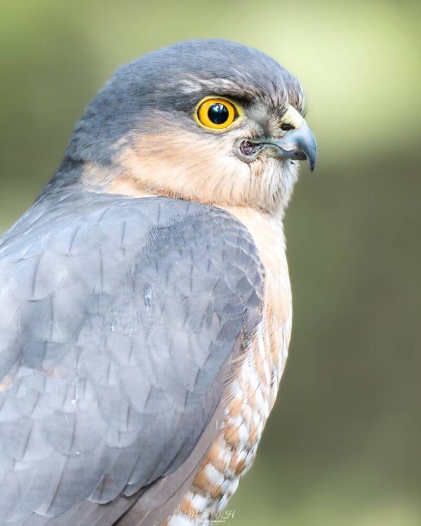 Sparrowhawk - sperwer
