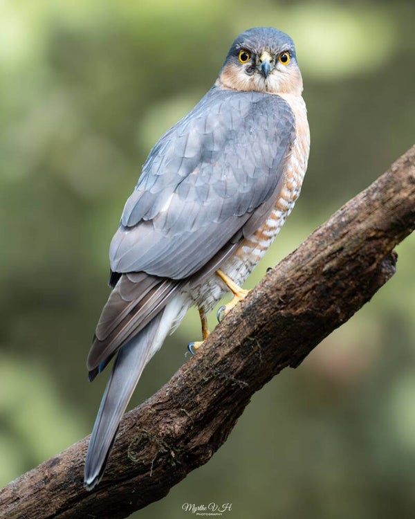 Sparrowhawk - sperwer