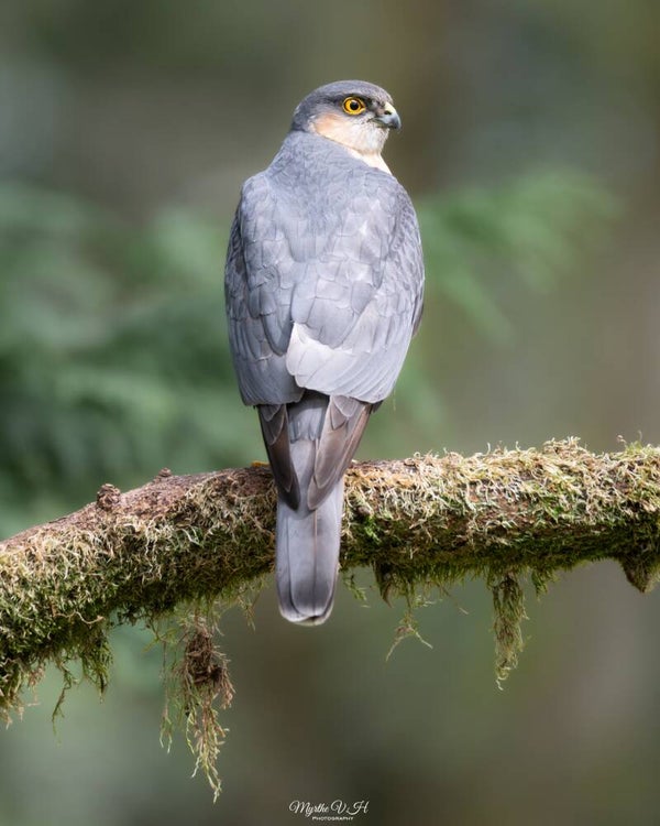 Sparrowhawk - sperwer