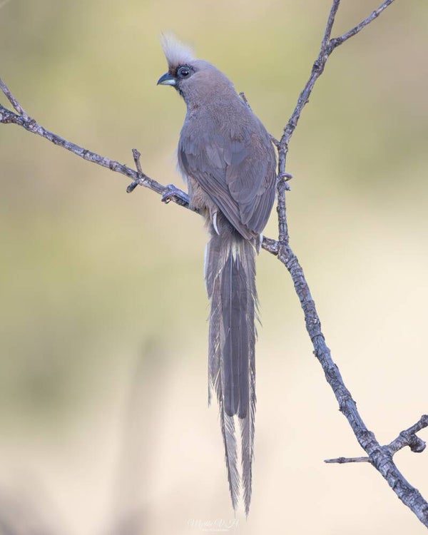 speckled mousebird - bruine muisvogel