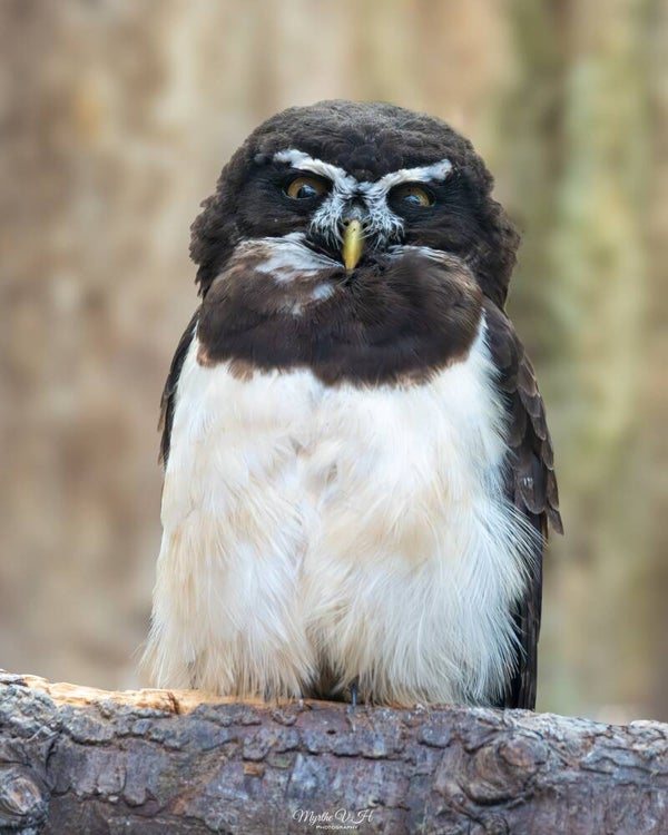 Spectacled owl - briluil