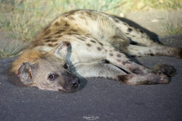 Spotted hyena - gevlekte hyena