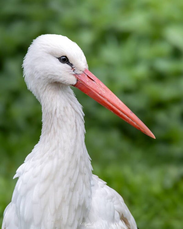 Stork - ooievaar