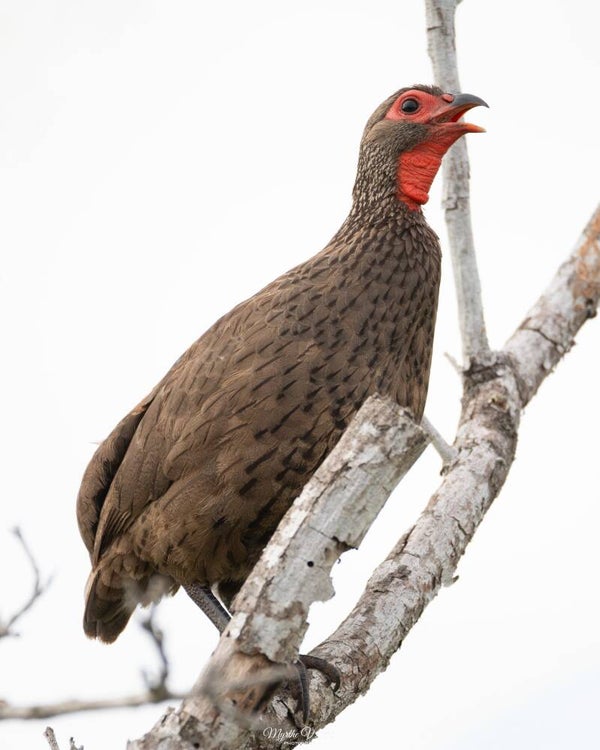 Swainson's francolin - swainsons frankolijn